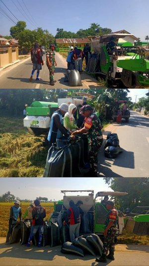 Dukung Ketahanan Pangan, Babinsa Koramil Bontonompo Kodim 1409/Gowa Dampingi Panen dan Serap GKP di Desa Barembeng